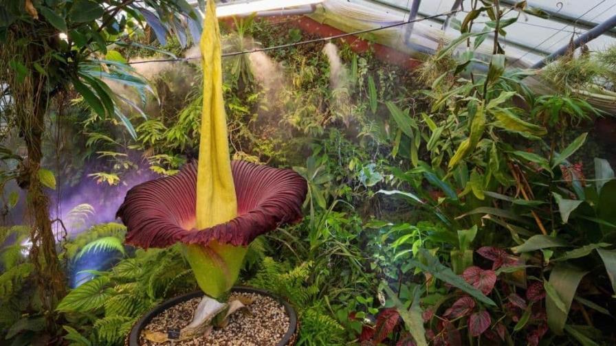 Florece en Francia la flor más grande del mundo, que huele a cadáver