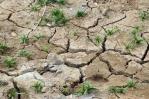 FAO propone acciones para adaptar la agricultura a los nuevos desafíos climáticos FAO propone acciones para adaptar la agricultura a los nuevos desafíos climáticos