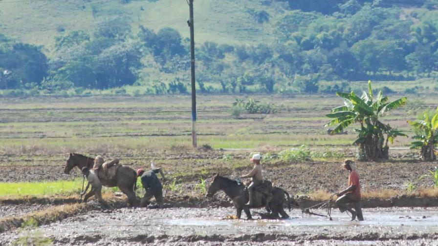 Informe revela cuáles son las provincias con más pérdida de actividades agrícolas