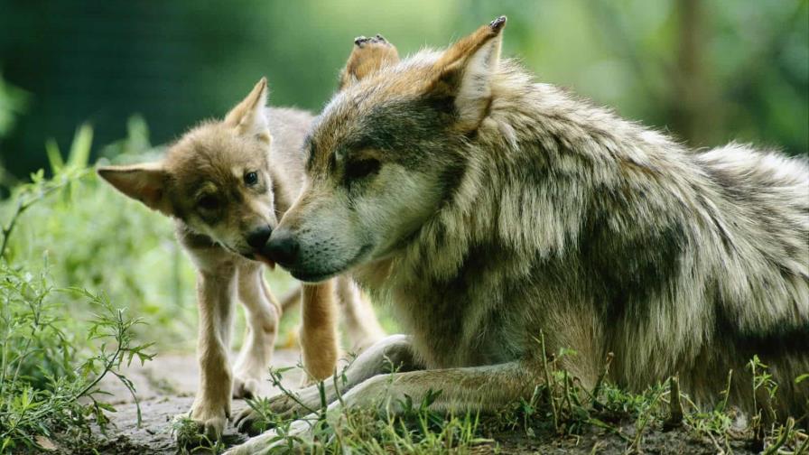 Repoblación del lobo mexicano divide a rancheros y ecologistas en Nuevo México y Arizona