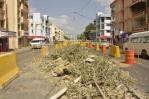 Talan árboles que adornaban avenida Las Carreras de Santiago por construcción de obras Talan árboles que adornaban avenida Las Carreras de Santiago por construcción de obras