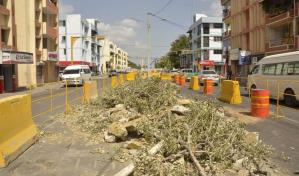 Talan árboles que adornaban avenida Las Carreras de Santiago por construcción de obras