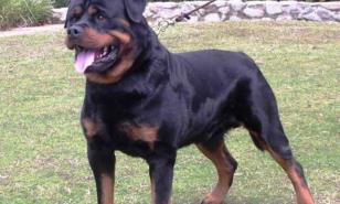 ¿Está mi perra preñada?