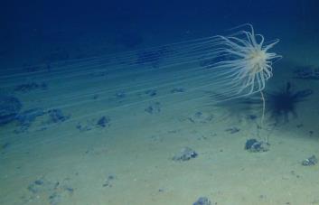 Las razones por las que República Dominicana se opone a la minería submarina