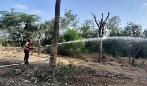 Fitram: traslado de robles de la avenida Las Carreras fue planificado