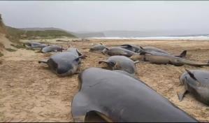 Medio centenar de cetáceos varados en playa escocesa