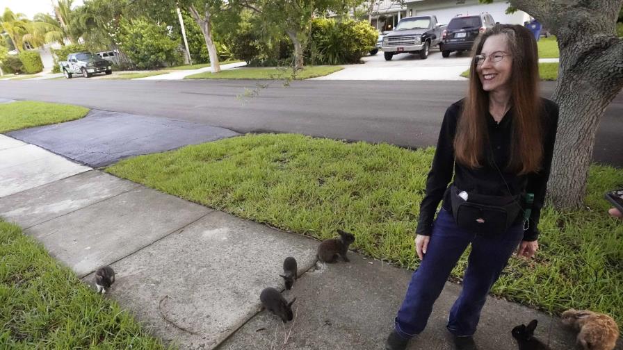 Un suburbio de Florida busca hogares para su colonia de conejos domésticos invasivos
