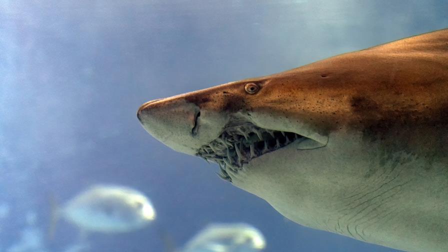 Dos personas resultaron heridas por ataques de tiburones en Florida el fin de semana