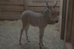 Nace en zoológico de Santiago, raro asno de Somalia en peligro de extinción Nace en zoológico de Santiago, raro asno de Somalia en peligro de extinción
