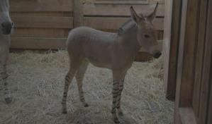 Nace en zoológico de Santiago, raro asno de Somalia en peligro de extinción