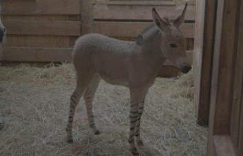 Nace en zoológico de Santiago, raro asno de Somalia en peligro de extinción