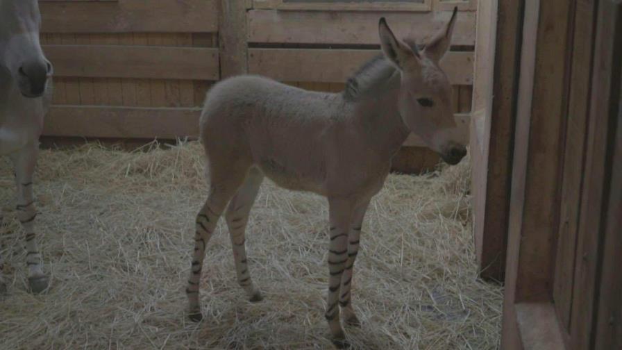 Nace en zoológico de Santiago, raro asno de Somalia en peligro de extinción