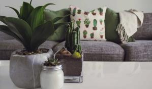 Ideas para incorporar plantas en la decoración de tu hogar y mejorar el aire