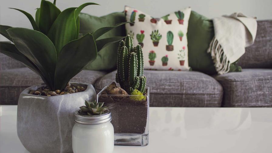 Ideas para incorporar plantas en la decoración de tu hogar y mejorar el aire