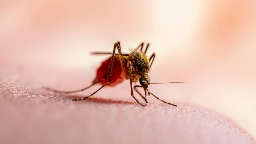 Suben a siete los casos de malaria local confirmados en Florida, sin ninguna muerte