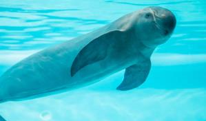 López Obrador agradece a Biden por posponer sanciones comerciales por la vaquita marina