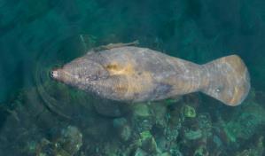 Se inicia un proyecto de foto identificación de manatíes en República Dominicana