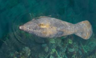 Se inicia un proyecto de foto identificación de manatíes en República Dominicana