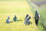 Abinader garantiza solución a una desgravación del arroz difícil de negociar