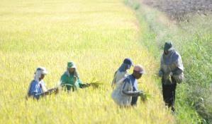 Abinader garantiza solución a una desgravación del arroz difícil de negociar