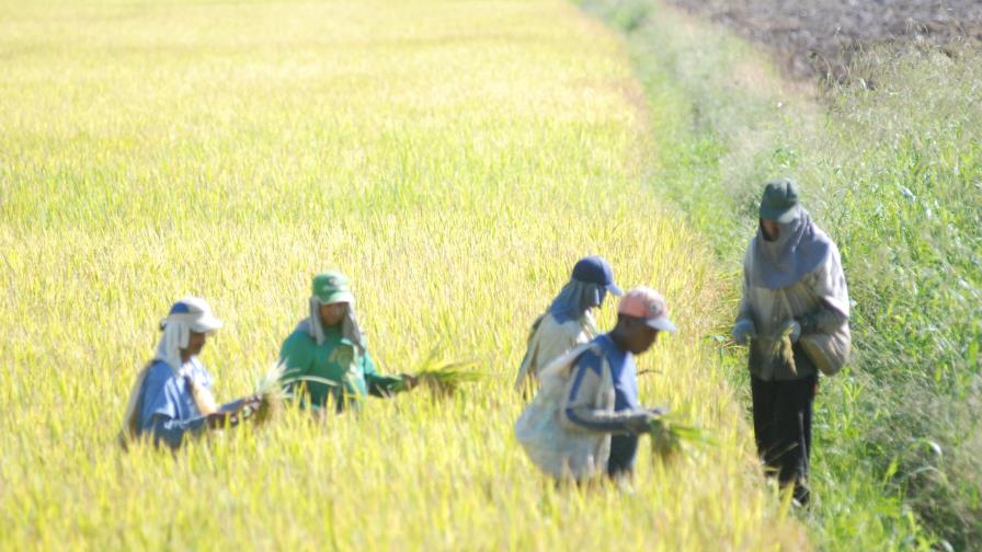 Abinader garantiza solución a una desgravación del arroz difícil de negociar