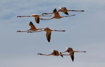 Medio Ambiente libera flamencos en Baní tras rehabilitarlos a su hábitat natural