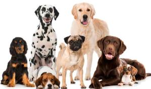 Día Mundial del Perro: ¿cuál es la raza que mejor va contigo?