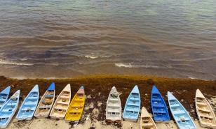 La guerra del sargazo: Una crónica del proyecto Cuenta Centroamérica