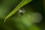 Idean un mapamundi interactivo de los mosquitos para ayudar a combatir la malaria Idean un mapamundi interactivo de los mosquitos para ayudar a combatir la malaria
