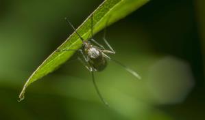 Idean un mapamundi interactivo de los mosquitos para ayudar a combatir la malaria