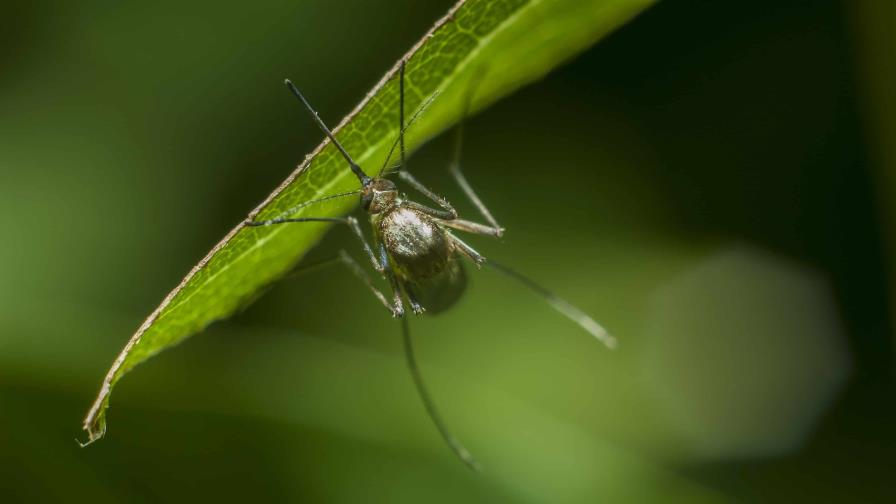 Idean un mapamundi interactivo de los mosquitos para ayudar a combatir la malaria