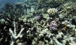 Agencia de la ONU sigue enfrascada en debate sobre la minería en aguas profundas