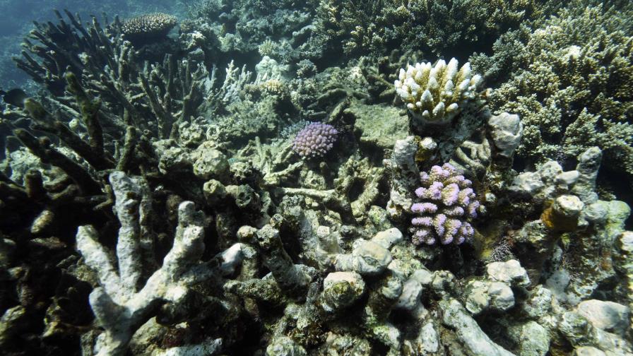 Agencia de la ONU sigue enfrascada en debate sobre la minería en aguas profundas Agencia de la ONU sigue enfrascada en debate sobre la minería en aguas profundas