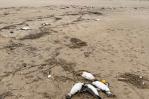 Unos 2,000 pingüinos aparecen muertos en las costas de Uruguay