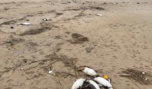 Unos 2,000 pingüinos aparecen muertos en las costas de Uruguay