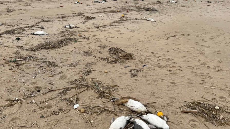 Unos 2,000 pingüinos aparecen muertos en las costas de Uruguay