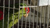 Desarrollan una herramienta digital para combatir la caza furtiva de loros en M&eacute;xico