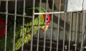 Desarrollan una herramienta digital para combatir la caza furtiva de loros en M&eacute;xico