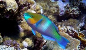 Pez loro sigue atacado en medio de "dificultad" para establecer la efectividad de la veda