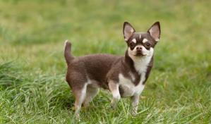 Los hábitos del chihuahua