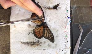 Mujer operó a una mariposa a la que le faltaba un ala y el insecto volvió a volar