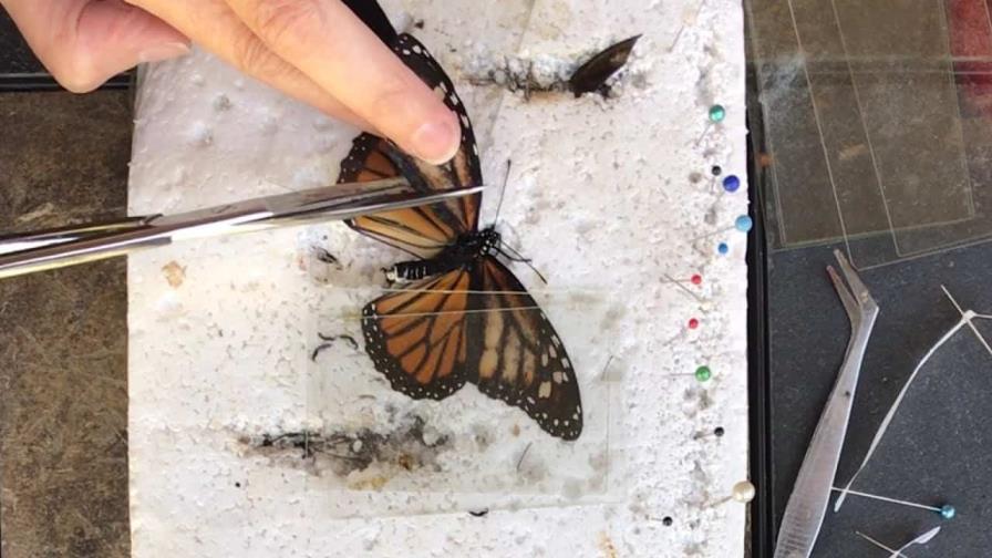 Mujer operó a una mariposa a la que le faltaba un ala y el insecto volvió a volar