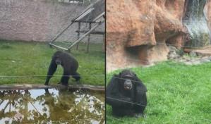 Matan en Colombia a dos chimpancés fugados de un zoológico