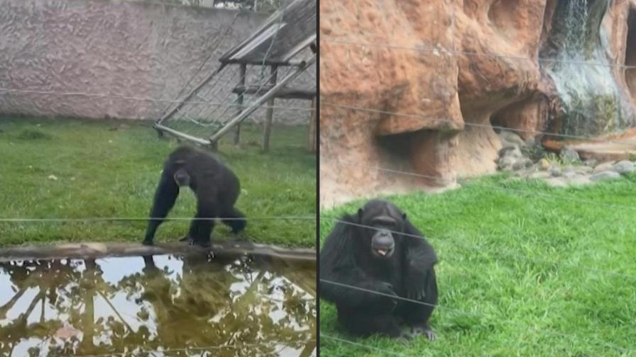 Matan en Colombia a dos chimpancés fugados de un zoológico