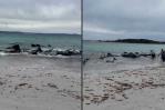 Ballenas piloto se quedan varadas en una playa de Australia Occidental