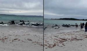 Ballenas piloto se quedan varadas en una playa de Australia Occidental