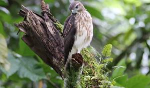 Guía virtual sobre biodiversidad de la República Dominicana gana importante premio internacional