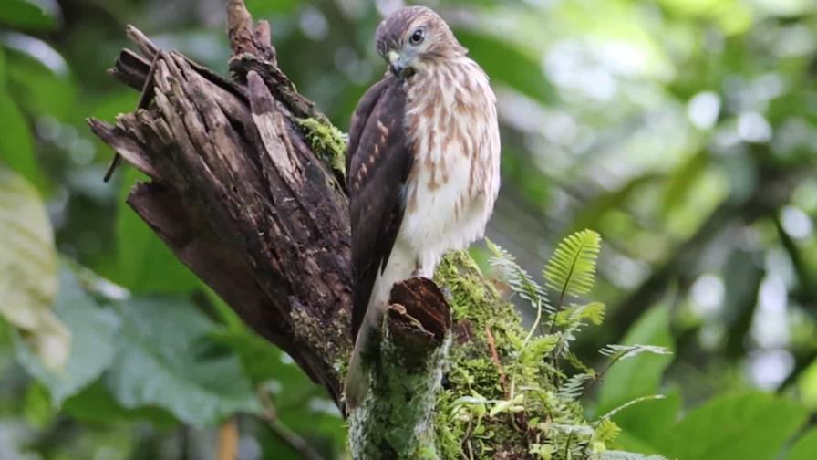 Guía virtual sobre biodiversidad de la República Dominicana gana importante premio internacional