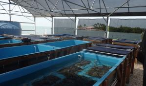 Ponen a resguardo a miles de corales por la subida de temperatura del mar en Florida