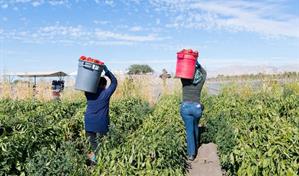Frente al presidente Abinader: sector agropecuario pide permisos para trabajadores extranjeros